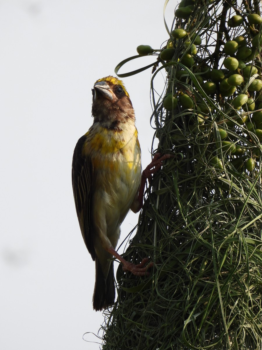 Baya Weaver - ML617411538