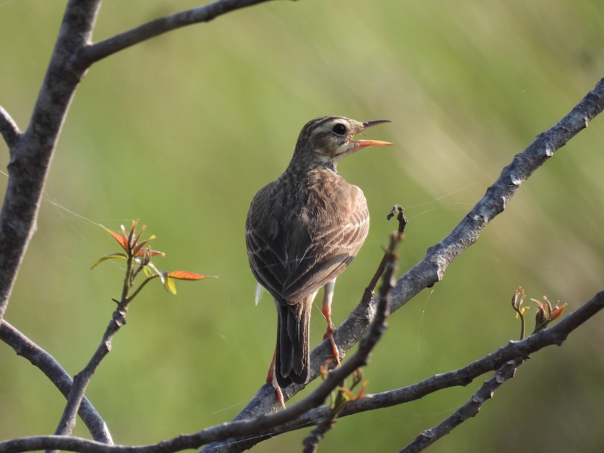 Paddyfield Pipit - ML617411551