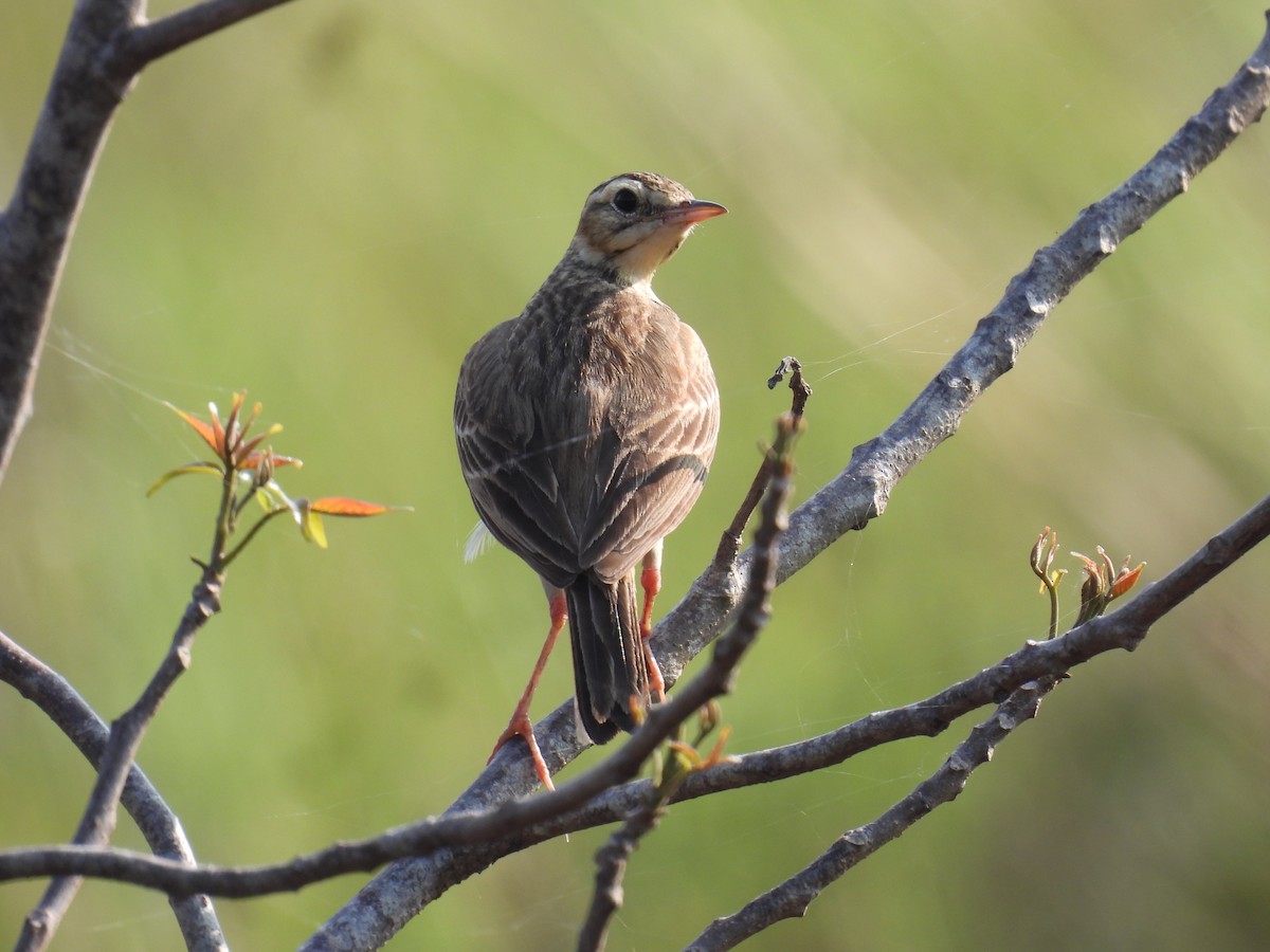 Paddyfield Pipit - ML617411554