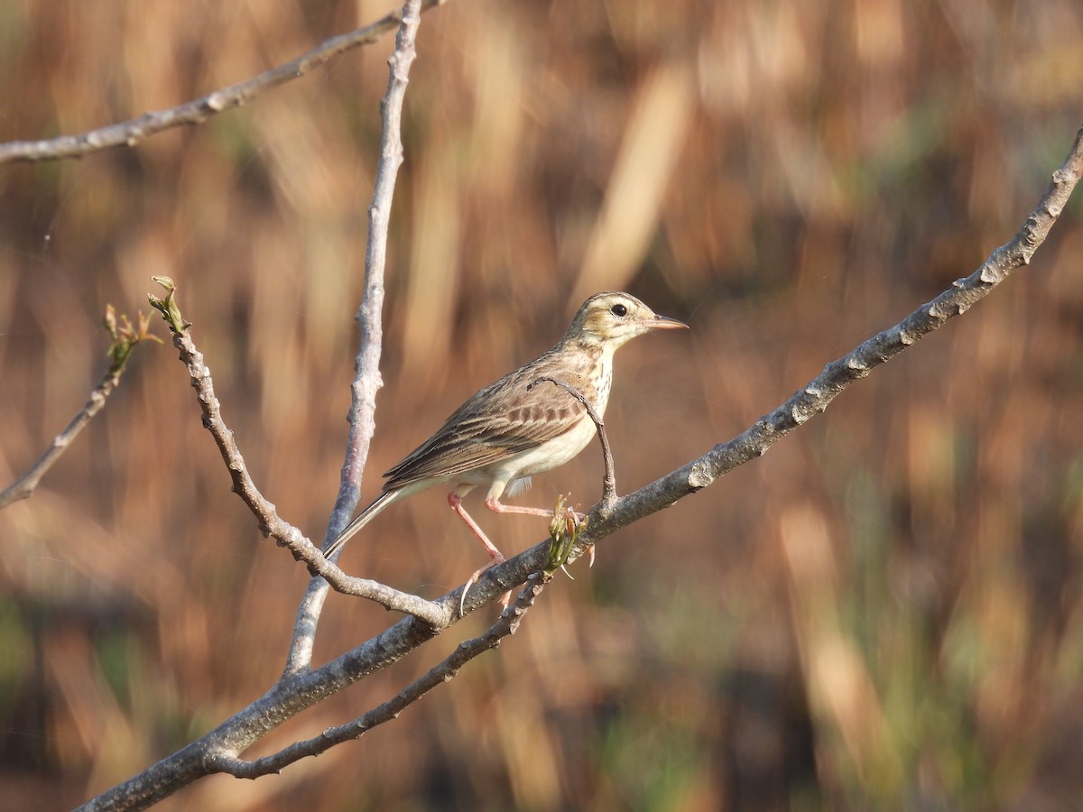 Paddyfield Pipit - ML617411555