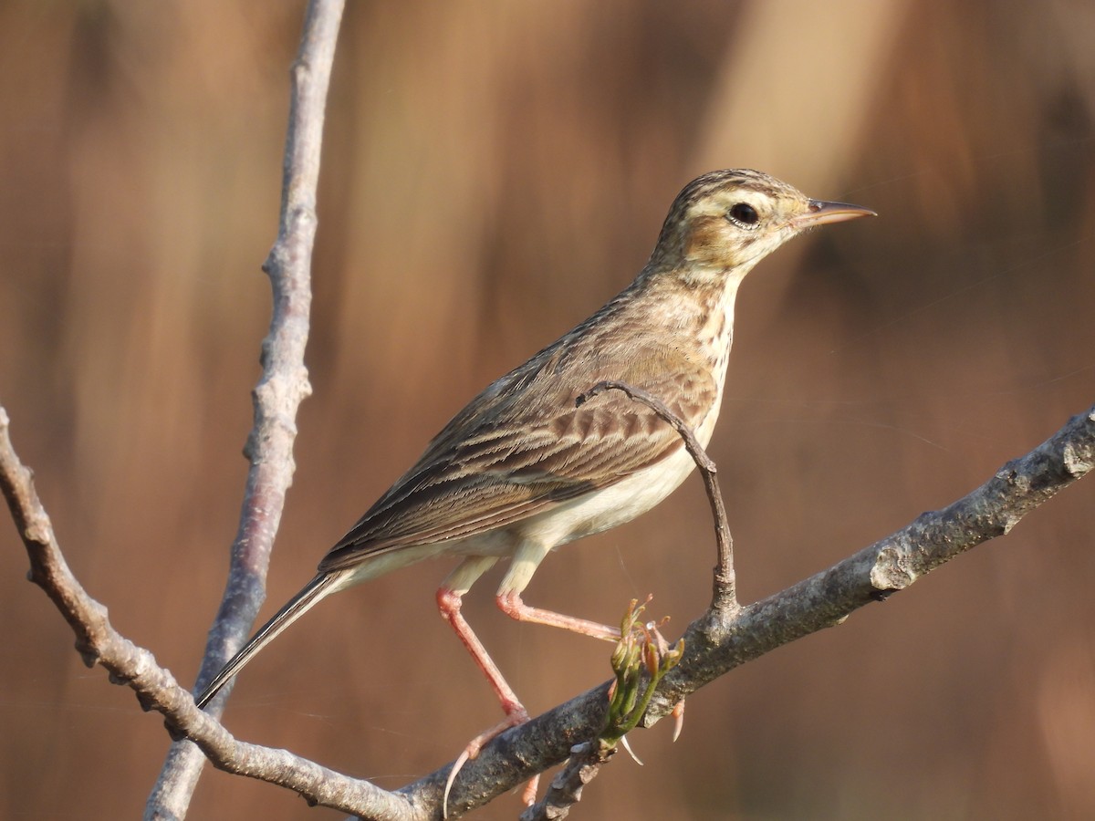 Paddyfield Pipit - ML617411556