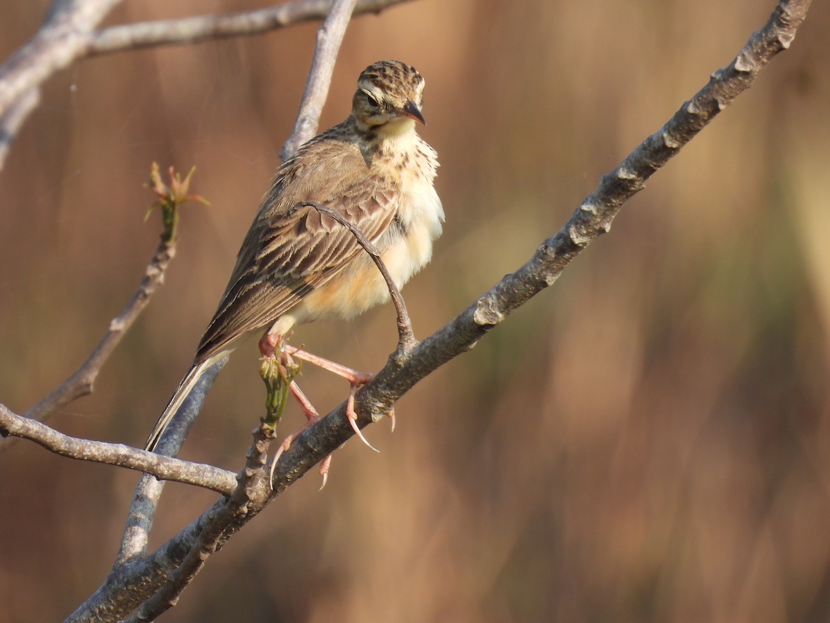 Paddyfield Pipit - ML617411558