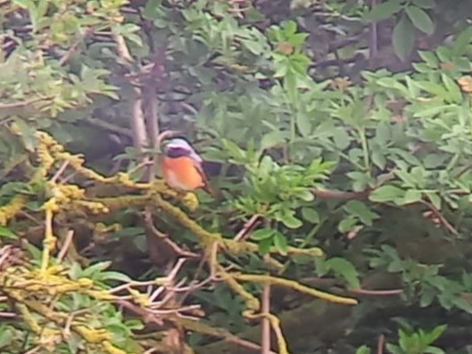 Common Redstart - ML617411601