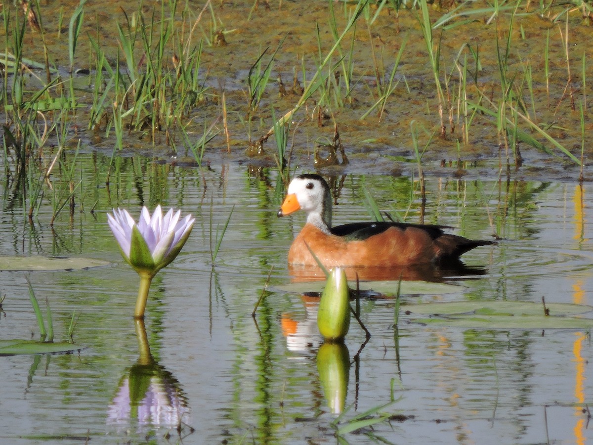 African Pygmy-Goose - ML617411613