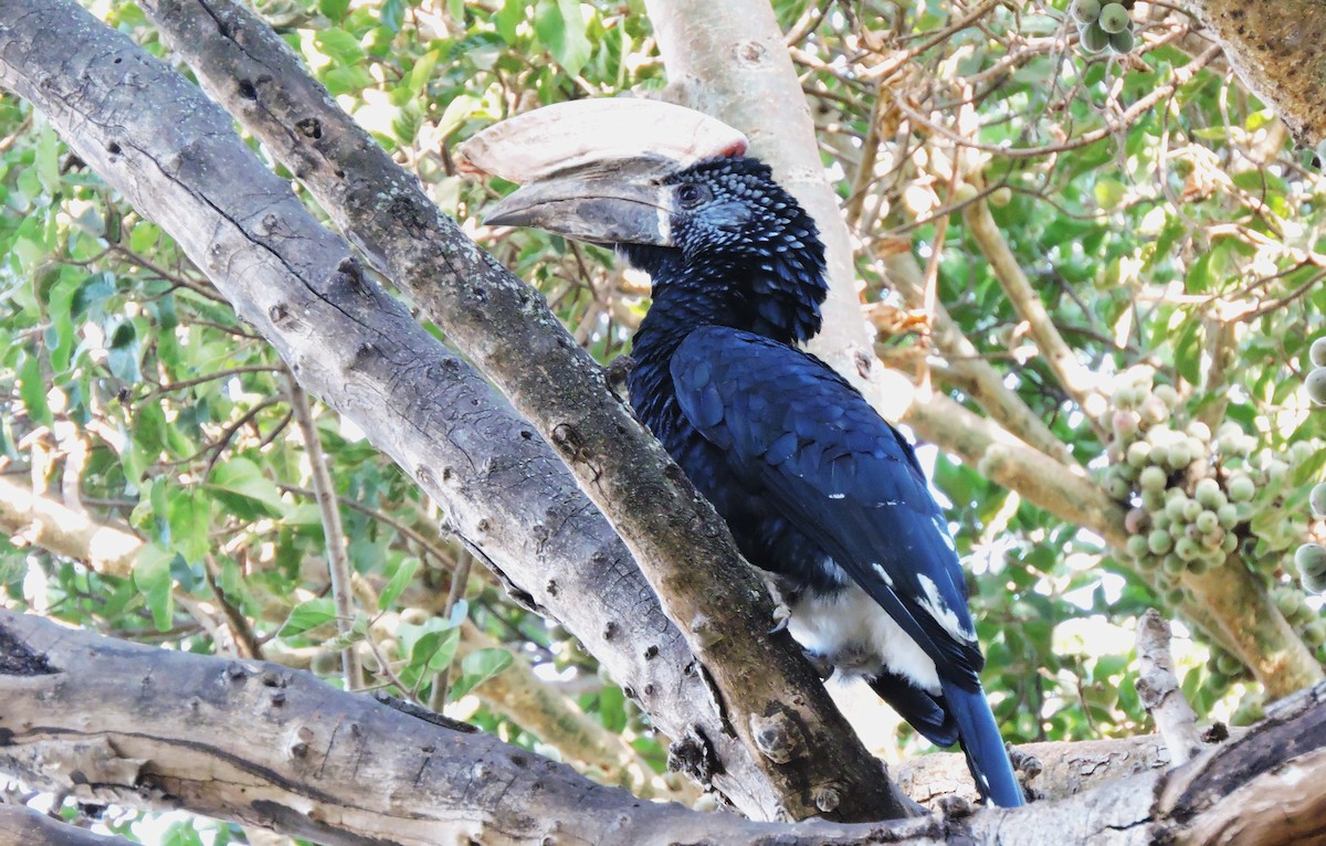 Silvery-cheeked Hornbill - ML617411615