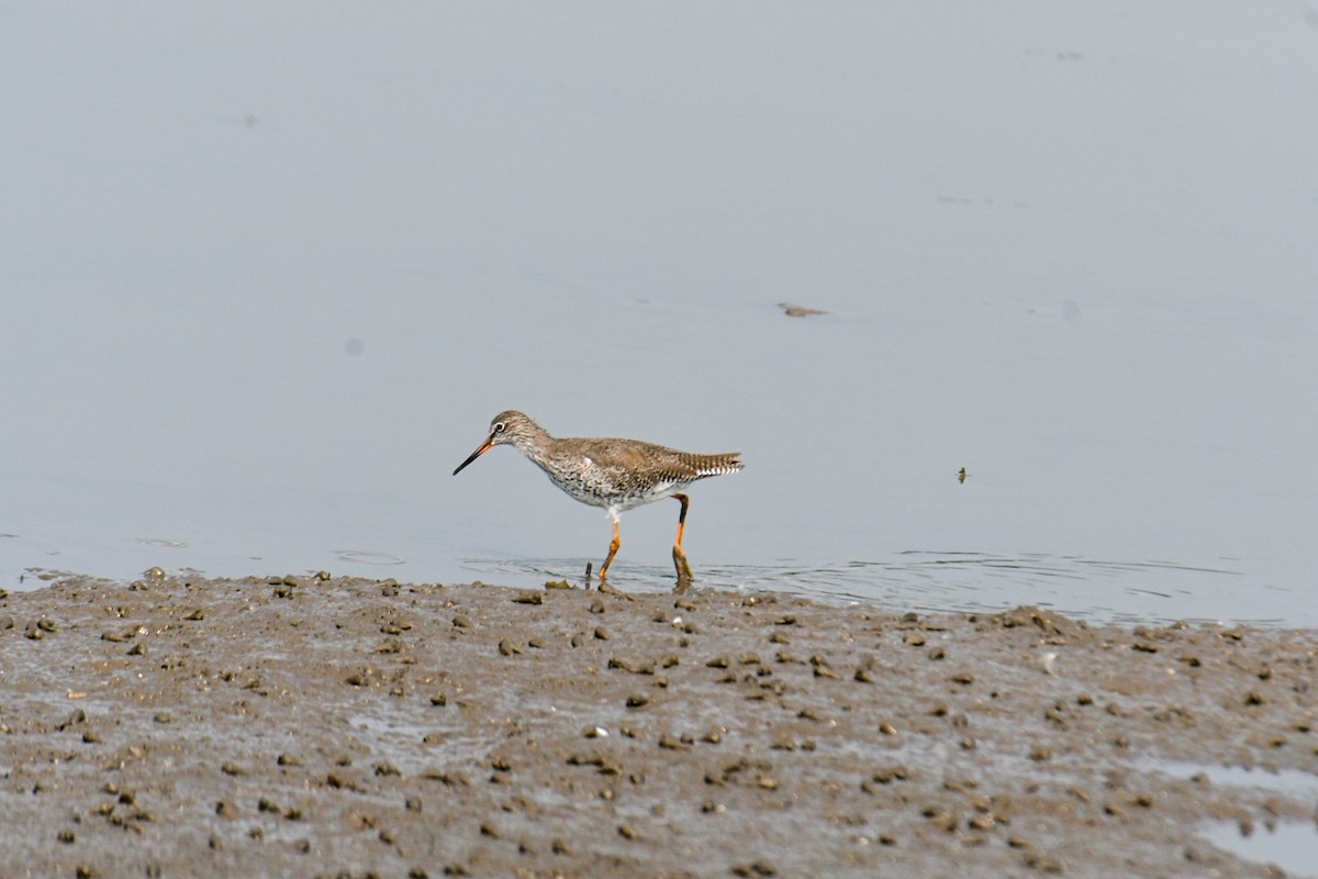 Common Redshank - ML617411622