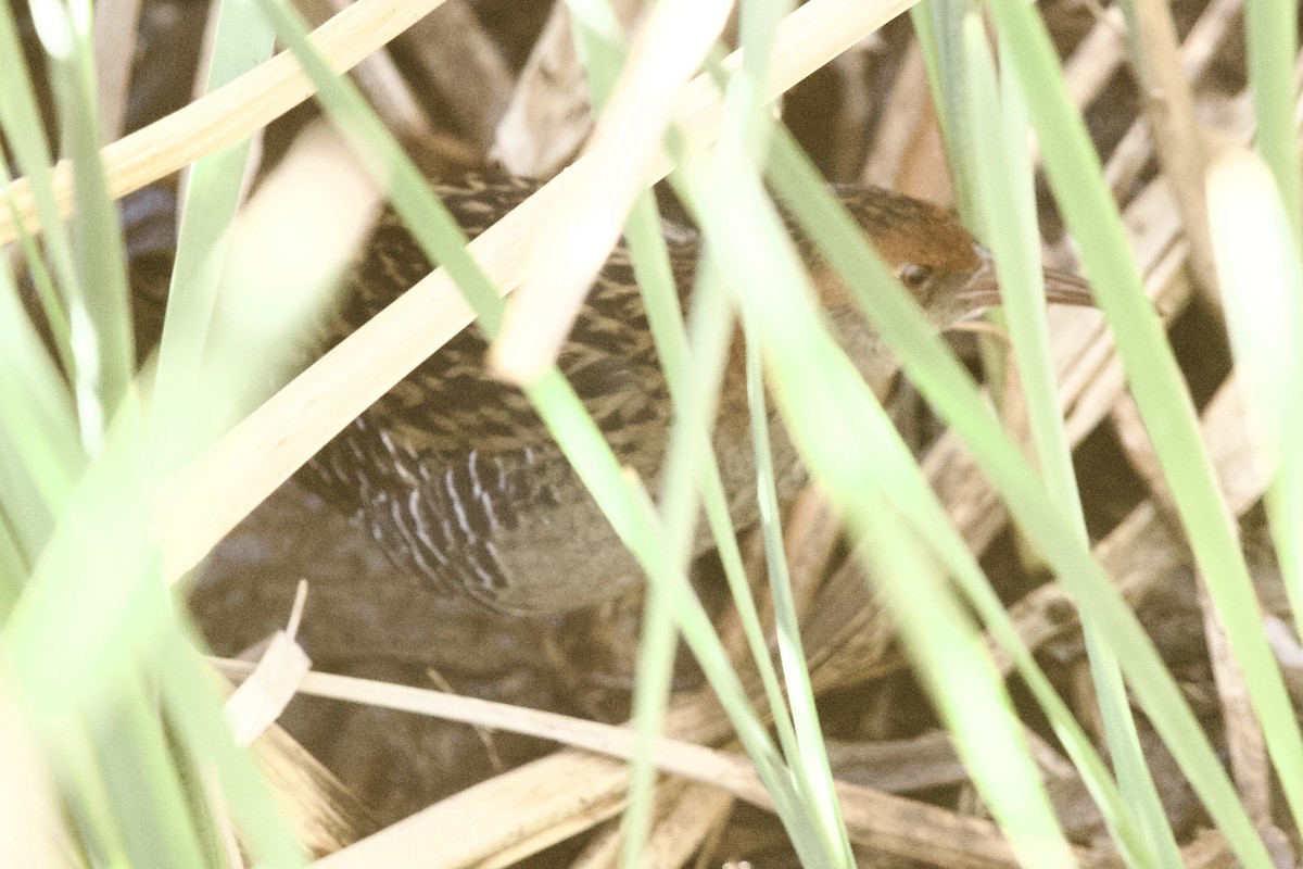 Lewin's Rail - Zebedee Muller