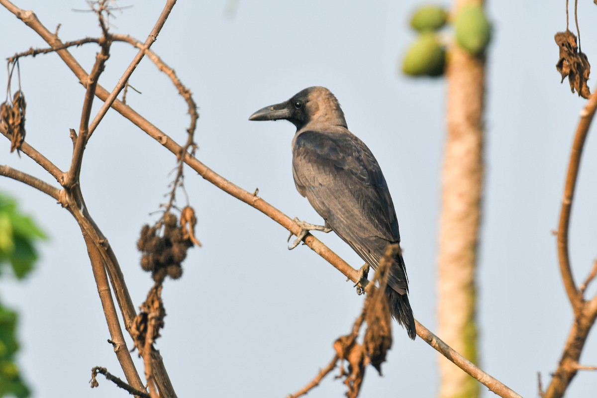 House Crow - ML617411635