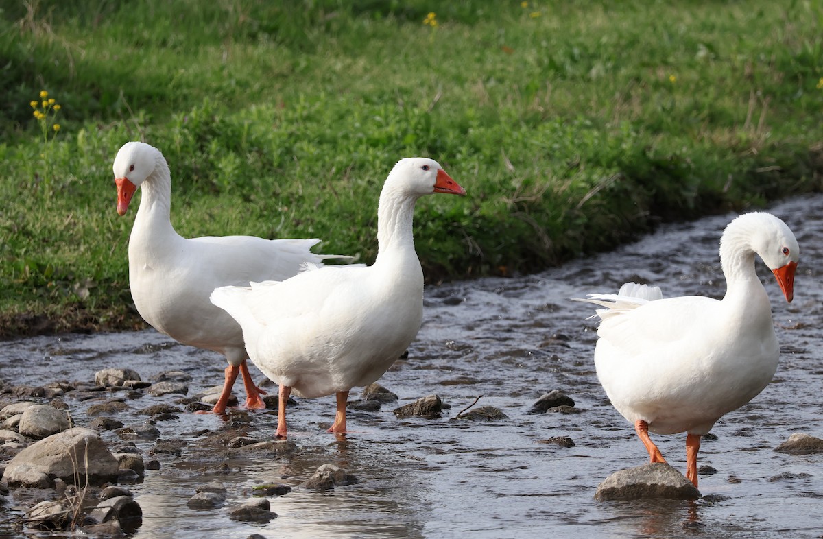 Graylag Goose (Domestic type) - ML617411648