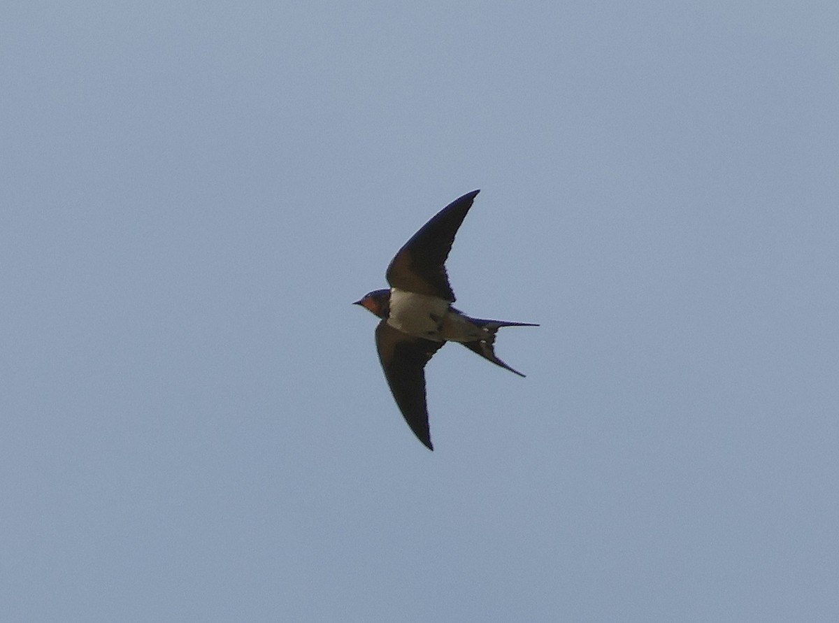 Barn Swallow - ML617411652