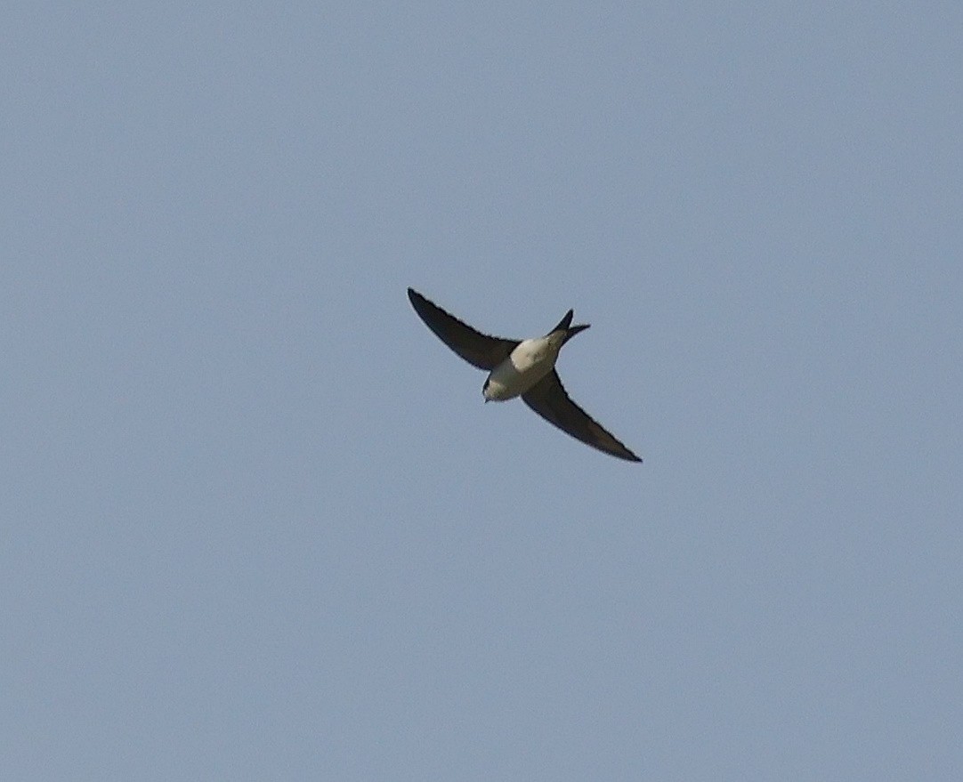 Western House-Martin - ML617411659