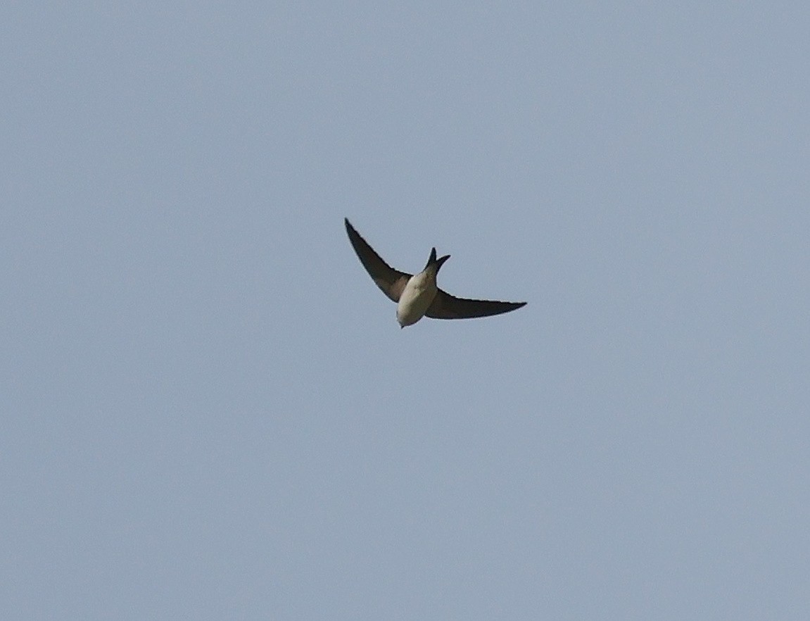 Western House-Martin - ML617411660