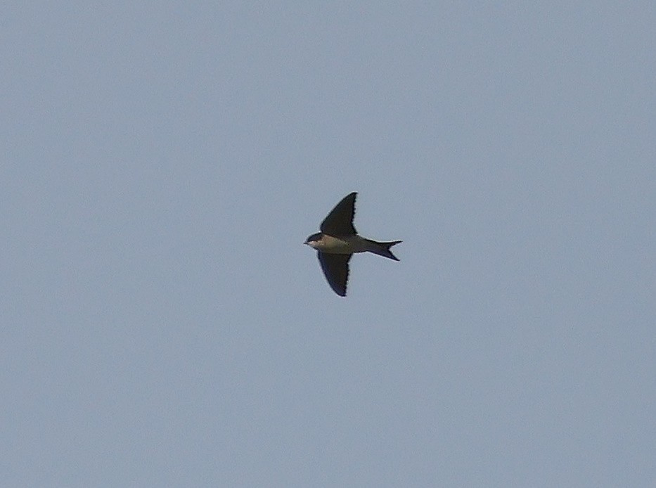 Western House-Martin - ML617411661