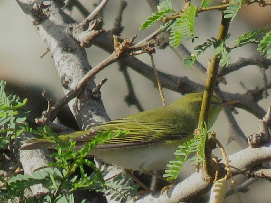 Wood Warbler - ML617411669