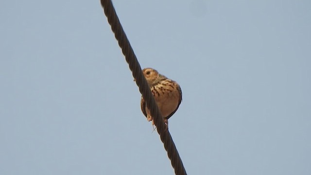 Jerdon's Bushlark - ML617411736