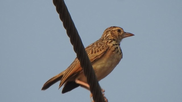 Jerdon's Bushlark - ML617411740