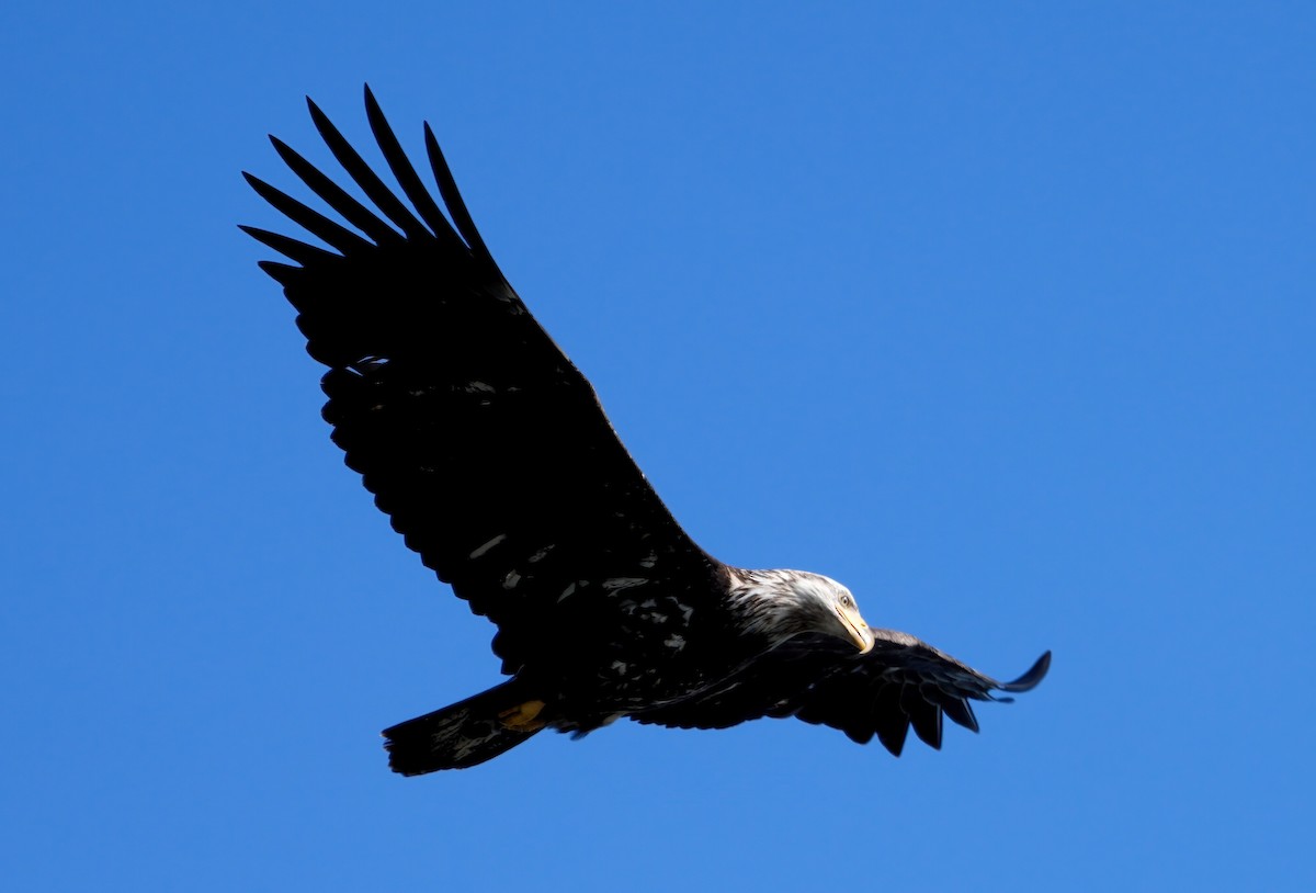 Bald Eagle - ML617411741