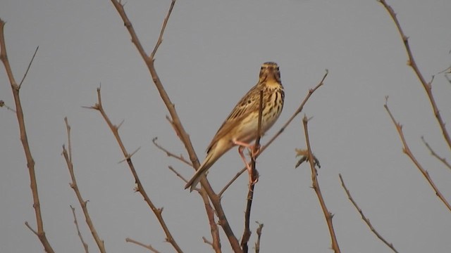 Pipit des arbres - ML617411748