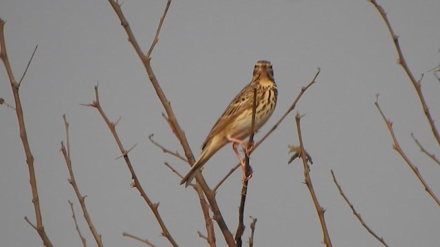 Tree Pipit - ML617411748