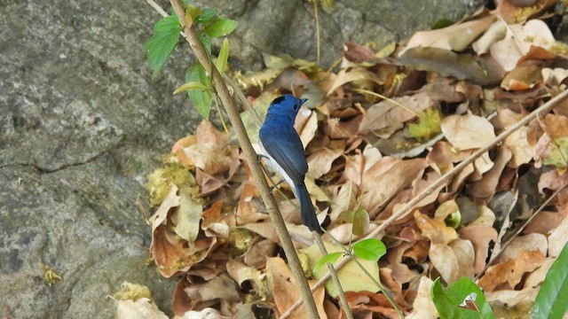 Black-naped Monarch - ML617411752