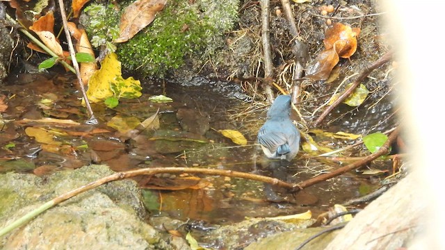 Tickell's Blue Flycatcher - ML617411773