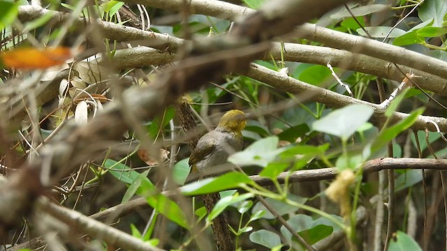 Bulbul à menton jaune - ML617411776