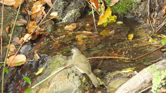 Bulbul à sourcils blancs - ML617411784