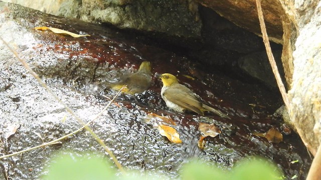 Yellow-throated Bulbul - ML617411796