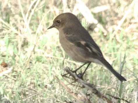 Flame Robin - Zebedee Muller