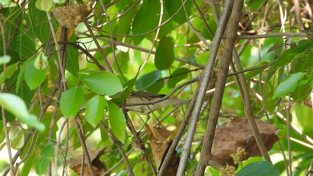 Blyth's Reed Warbler - ML617411805