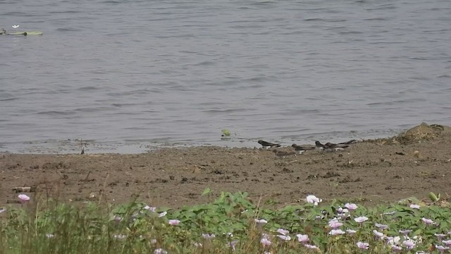 Streak-throated Swallow - ML617411807