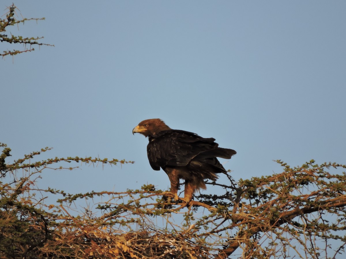 Tawny Eagle - ML617411809