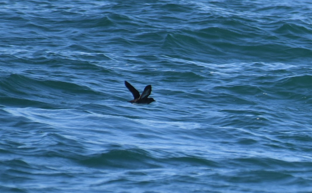 Cassin's Auklet - Sze On Ng (Aaron)