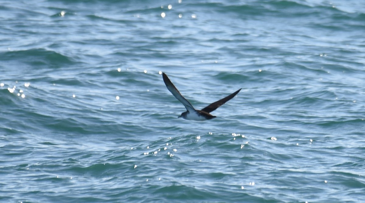 Black-vented Shearwater - Sze On Ng (Aaron)