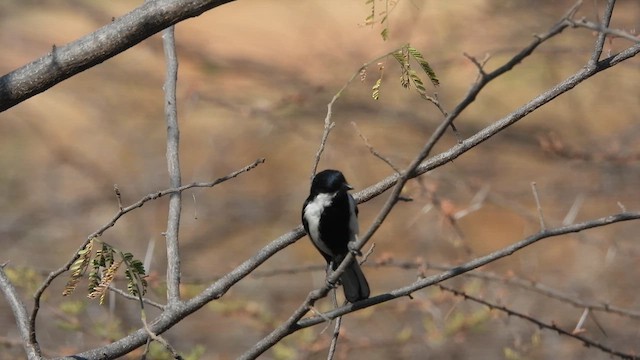 White-naped Tit - ML617411828