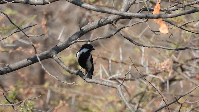 White-naped Tit - ML617411831