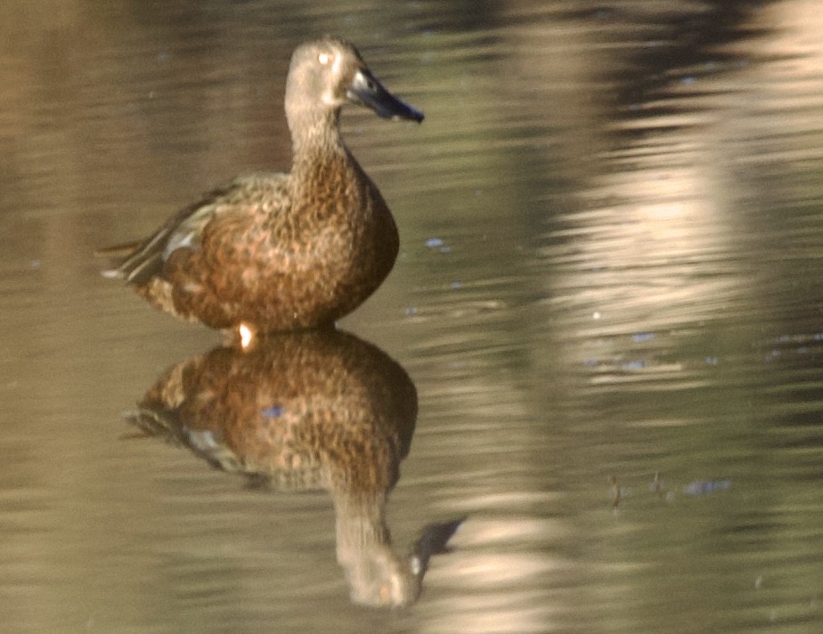 Australasian Shoveler - Zebedee Muller