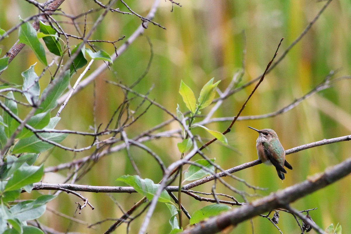 Rufous Hummingbird - ML617411846