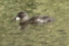 Blue-billed Duck - Zebedee Muller