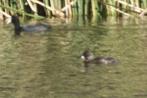 Blue-billed Duck - Zebedee Muller