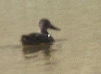 Australasian Shoveler - Zebedee Muller