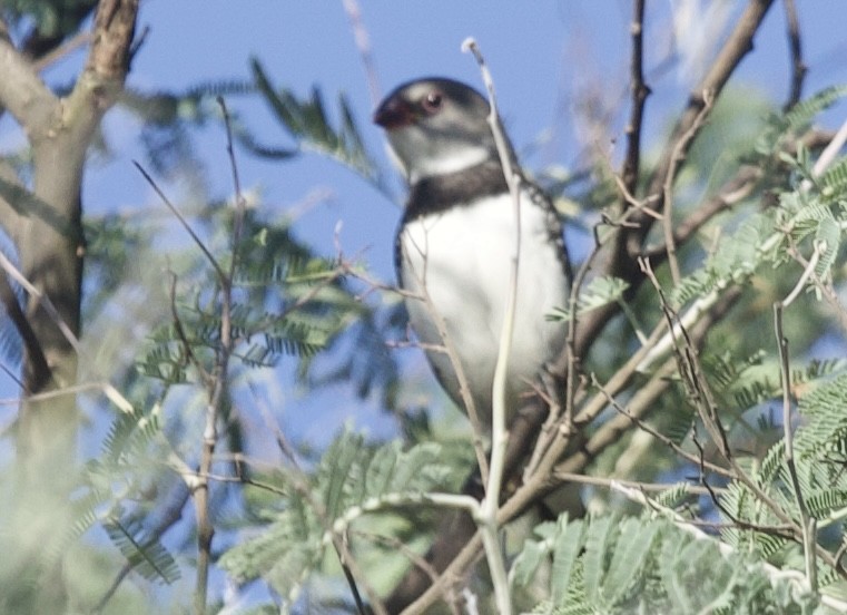 Diamond Firetail - Zebedee Muller