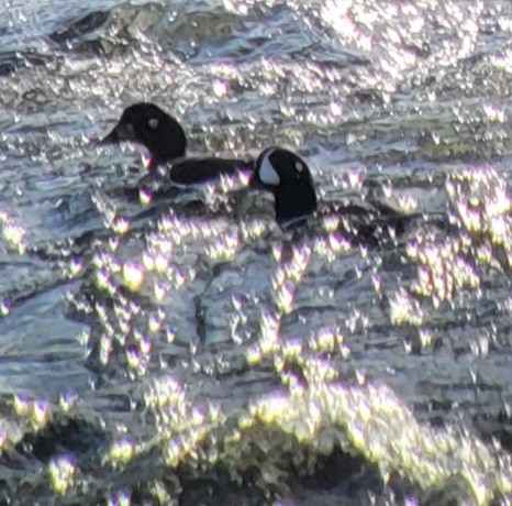 Harlequin Duck - ML617411868