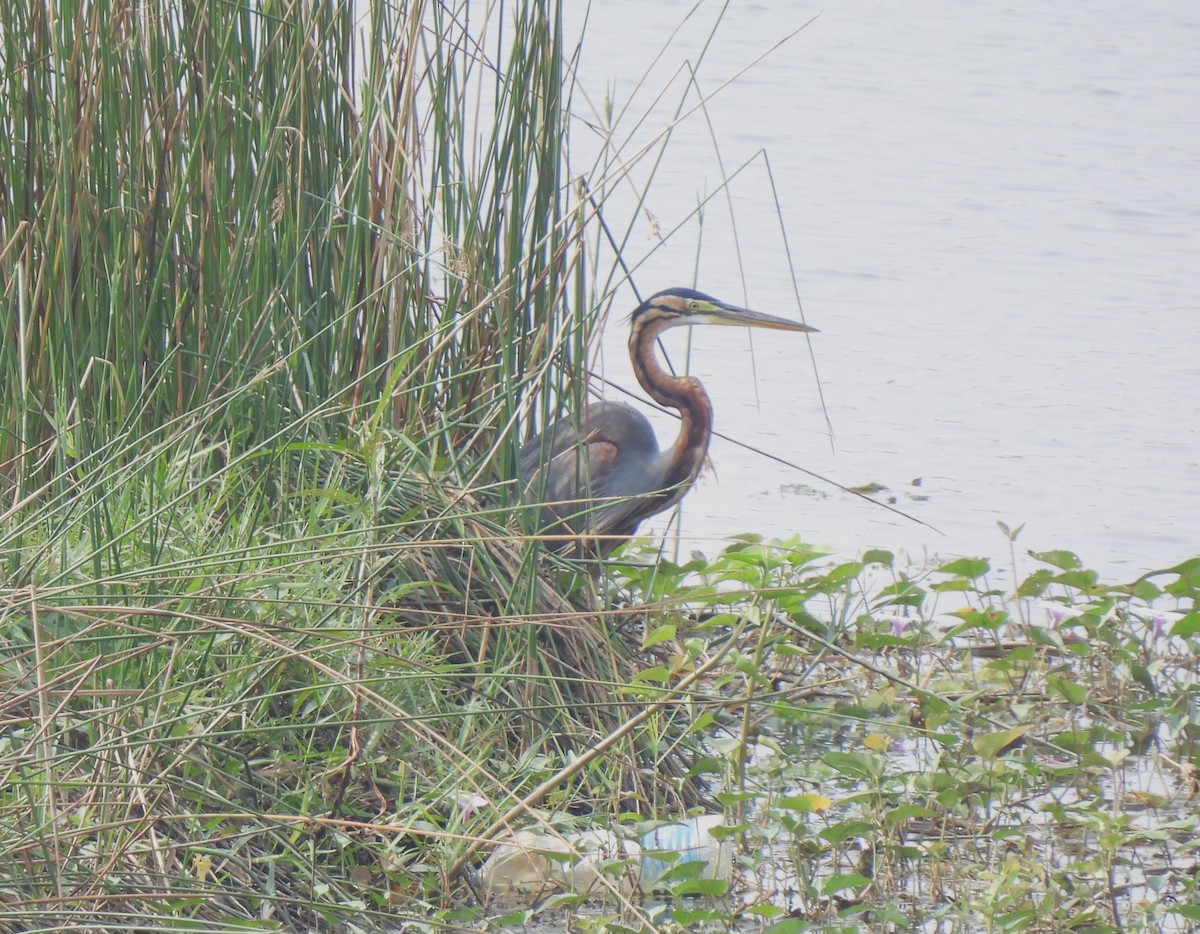 Purple Heron - ML617411871