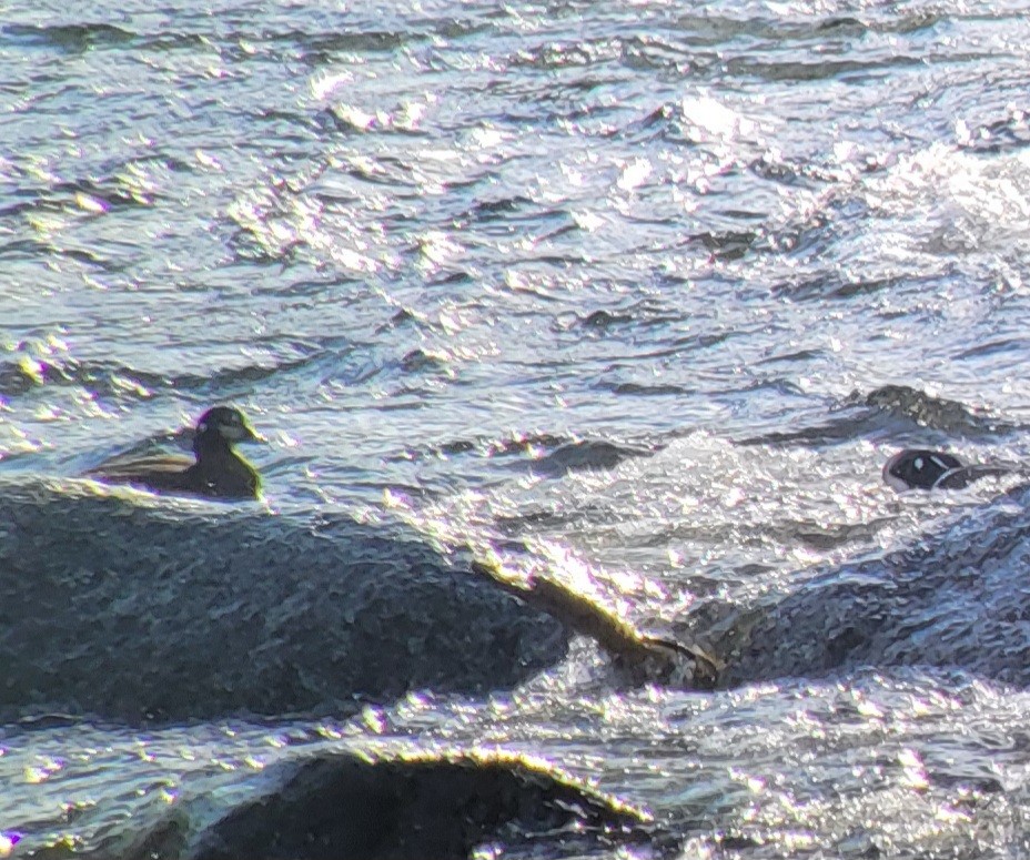 Harlequin Duck - ML617411878