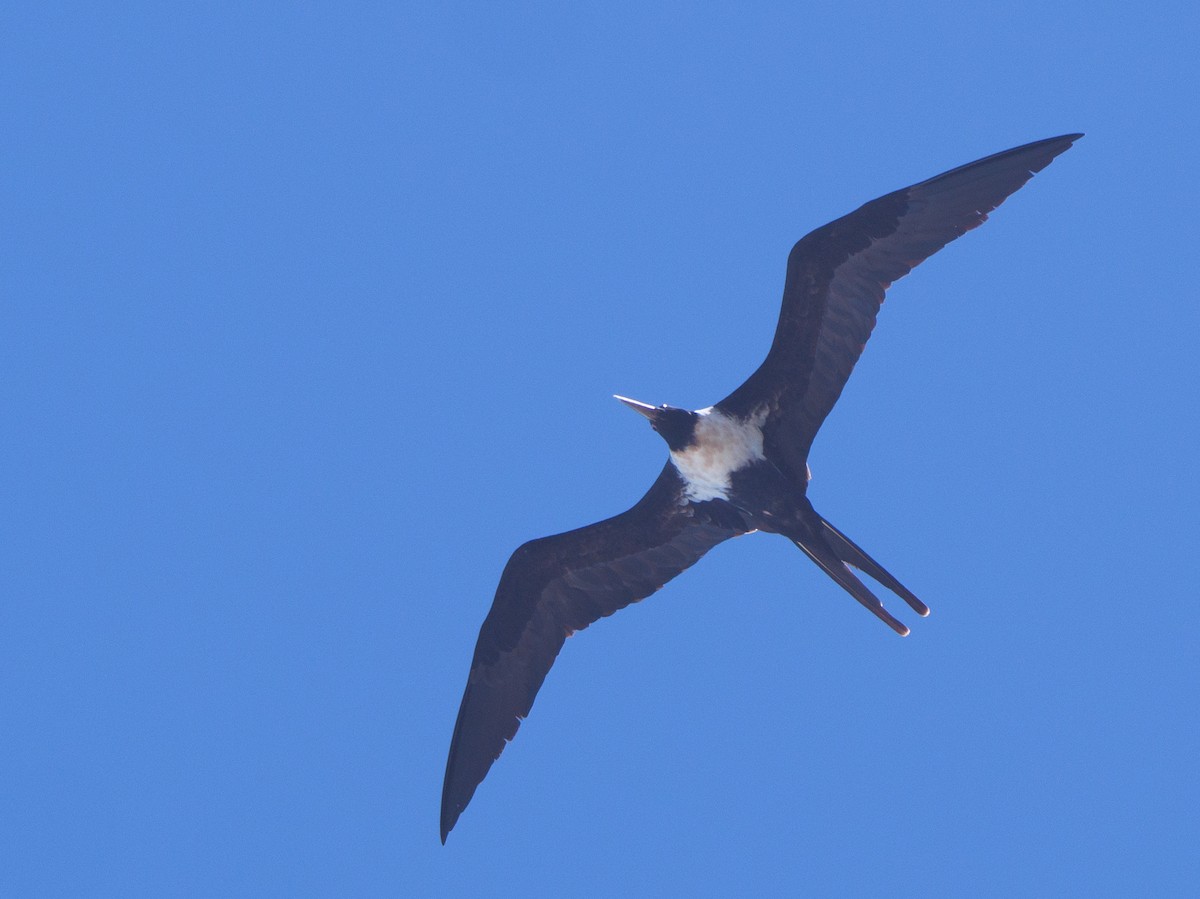 Lesser Frigatebird - ML617411890