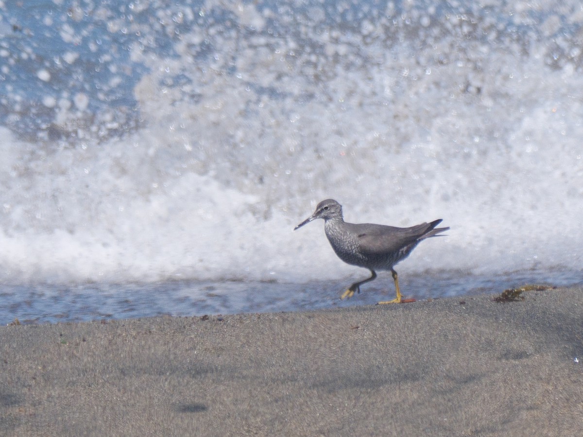 Wandering Tattler - ML617411891