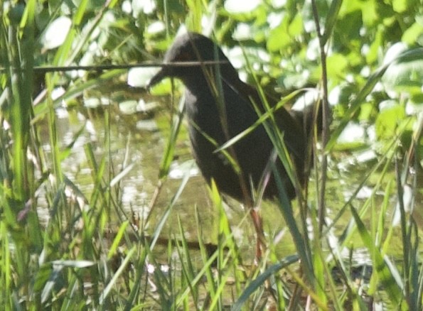 Spotless Crake - Zebedee Muller