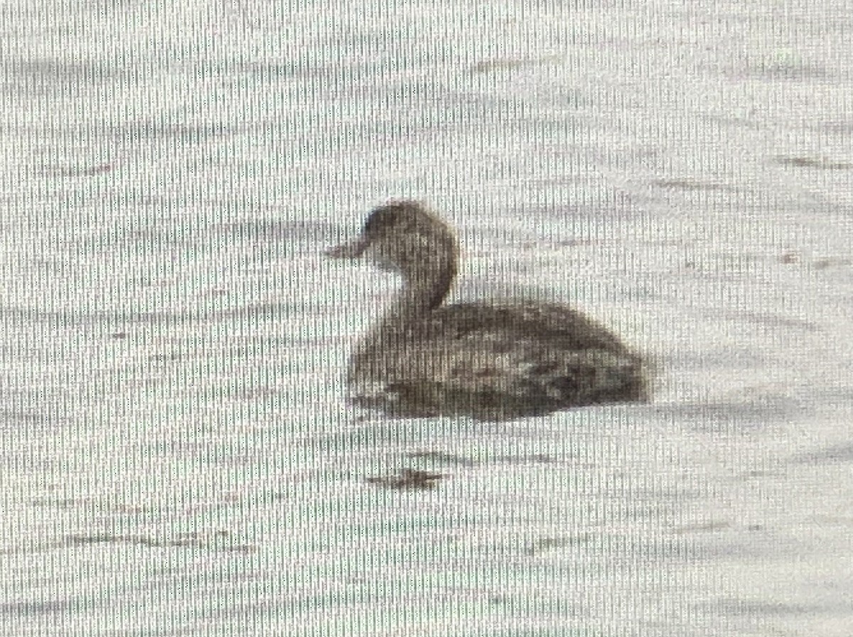 New Zealand Grebe - ML617411911