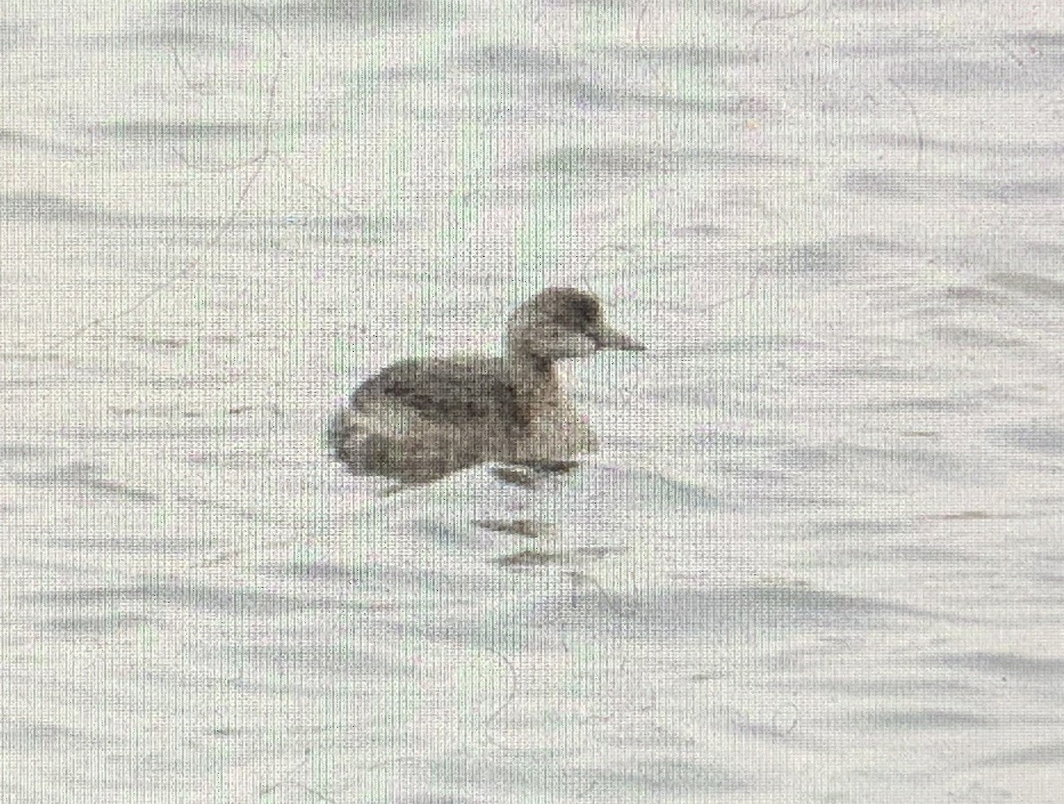 New Zealand Grebe - ML617411912